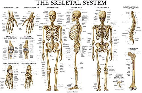 İskelet Sistemi Anatomik Şeması-Lamine-İnsan iskeleti Posteri 18 x 27 (Yatay)