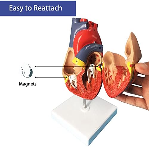 Veipho Kalp Modeli, Standlı kalp Modeli Anatomisi, insan kalp modelleri Anatomisi Yaşam Boyu, 2 Parçalı insan kalp modeli, Kalp modeli