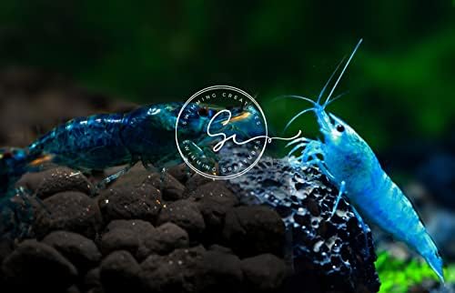 Yüzme Yaratıkları 5 Mavi Kadife ve 5 Mavi Elmas Neocaridina Tatlı Su Akvaryumu Canlı Karides. Canlı Varış Garantisi