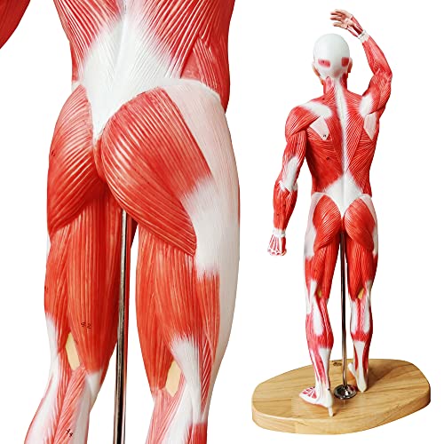 EVOTECH İnsan Kas Modeli-20 Minyatür Kas Sistemi Modeli, İnsan Kas Şekil İnsan Vücudu Anatomisi Modeli için Tıbbi Fizyoloji Çalışma
