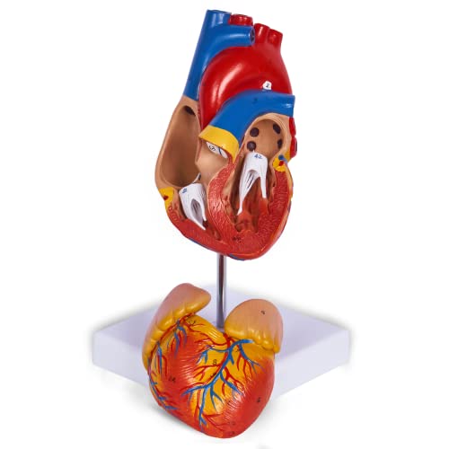 Bilimsel İnsan Kalp Modeli 2 Parçalı Yaşam Boyu İnsan Kalp Replikası Mıknatıslarla Birlikte Tutulan Renkli Baskılı Monte Teşhir Tabanlı