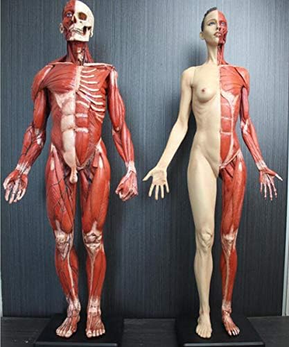 LEMITA Şekil 2 pc İnsan Anatomisi Modeli 60 cm Erkek Kadın Kas Anatomisi İnsan Anatomik Modeli Kemik-PU Malzeme-Doktor Çalışma Çizim