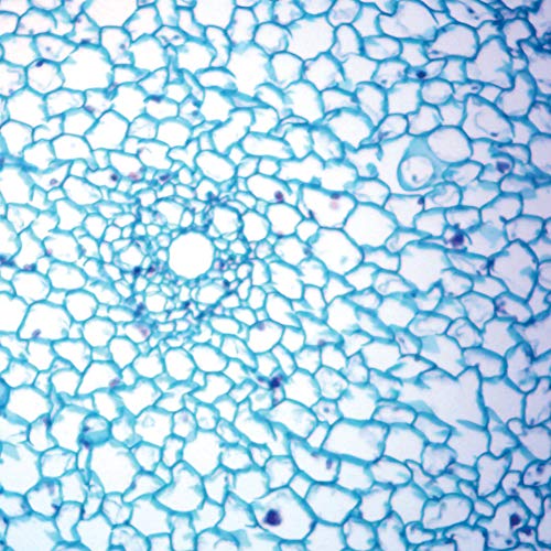 Elodea Kökü, cs, 12 m Mikroskop Lamı