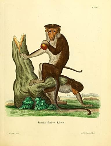 Toque Makak Primat Maymun Vintage Yaban Hayatı Sınıf Ofis Dekor Zooloji Antika Çizim Güzel sanat baskı posteri-18x24 - tahta çerçeve