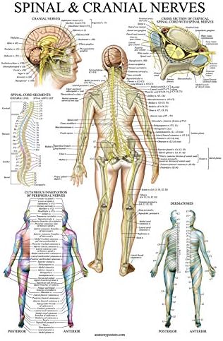 Palace Learning 4'lü Paket-Anatomik Poster Seti - Lamine-Kas, iskelet, Omurilik Sinirleri, Dermatomlar-Anatomi Grafik Seti (LAMİNE,
