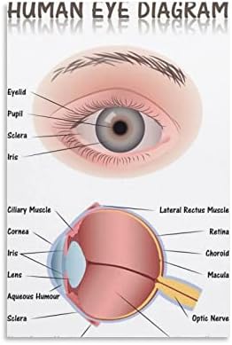 AQEEDA İnsan Gözü Anatomisi Tıbbi Grafik Eğitim Şeması Serin Duvar dekor sanatı Baskı Posteri 24x3608x12 inç(20x30cm)