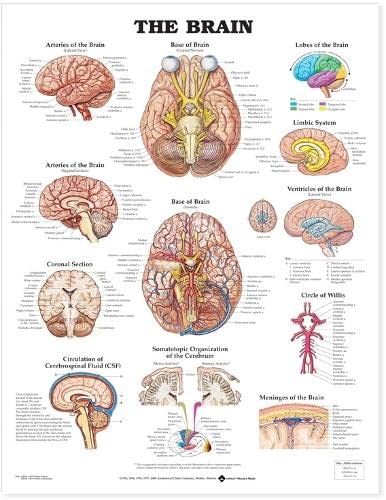 Beyin Anatomik Şeması