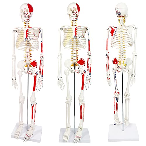 Anatomi için Evotech numaralı Mini insan iskeleti modeli, Kas yerleştirme ve menşe noktalarına sahip 33.5 insan iskeleti modeli Tıbbi