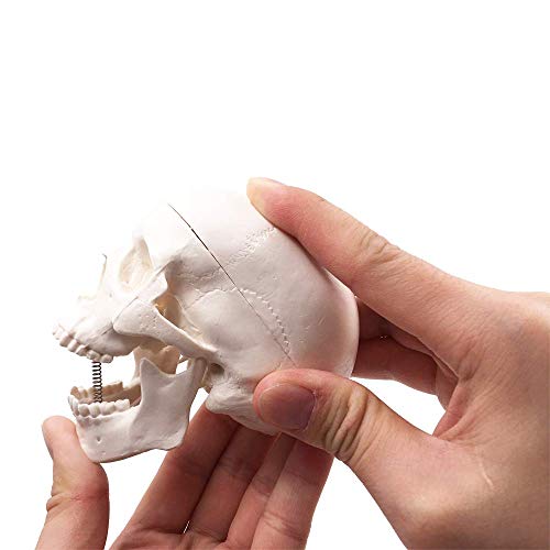 Eğitim için EustomA Mini insan kafatası küçük boyutlu anatomik yetişkin kafa kemiği